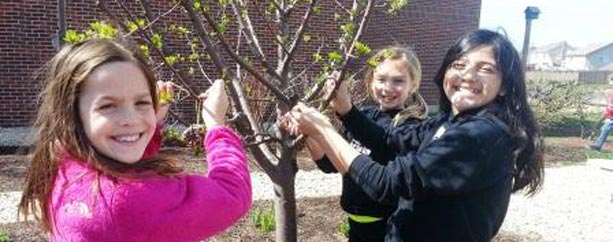 Hanging Bird Feeders